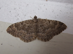 Geometridae