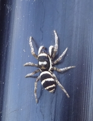 Salticus austinensis