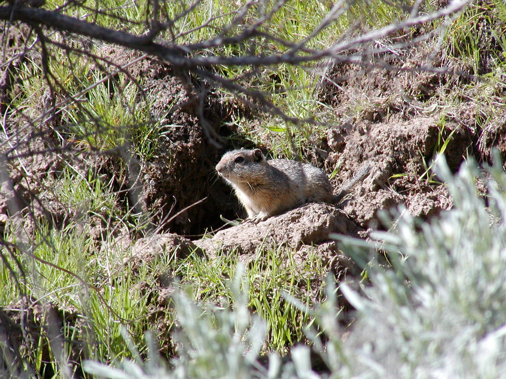Northern Idaho Ground Squirrel
