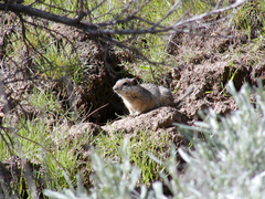 Idaho Ground Squirrel photo 5