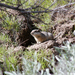 Idaho Ground Squirrel - Photo (c) USFWS Endangered Species, some rights reserved (CC BY)