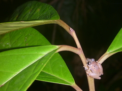 Pristimantis kichwarum