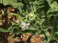 Matthiola parviflora