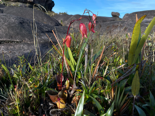 Heliamphora nutans