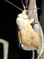 Ophiusa discriminans