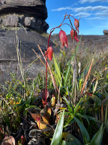 Heliamphora nutans