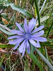 Cichorium endivia