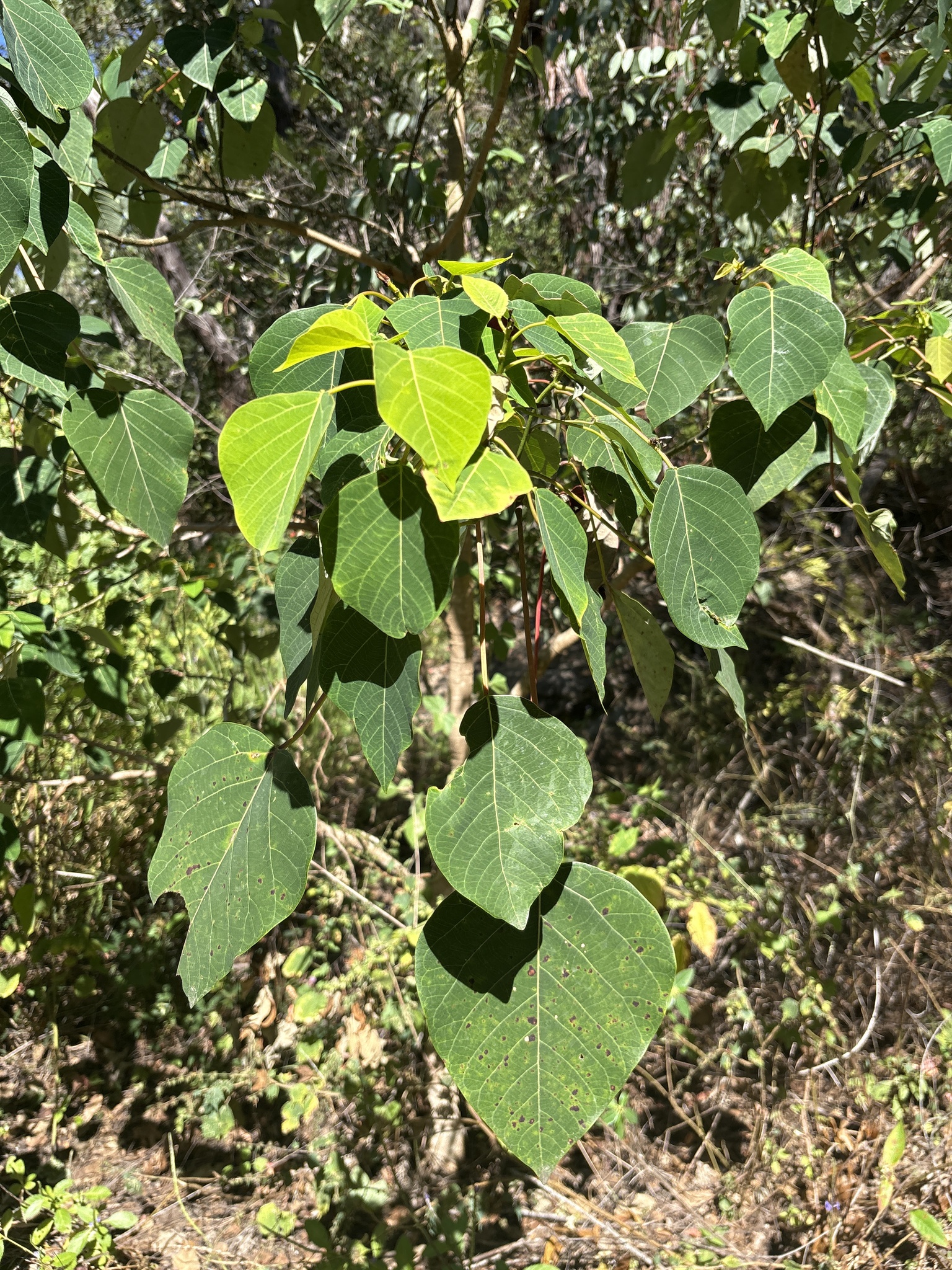 Imagem de Homalanthus novoguineensis