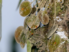Lepanthes pecunialis