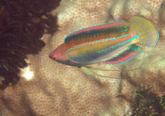 Cirrhilabrus temminckii