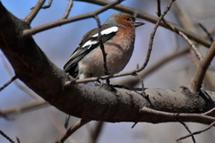 Fringilla coelebs