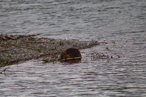 animal observation 2