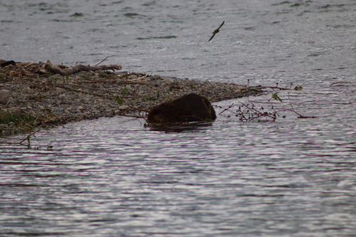 animal observation 3
