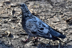 Columba livia