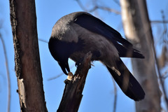 Corvus cornix