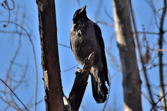 Corvus cornix