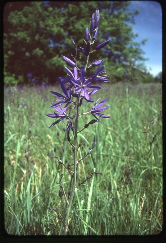 Camassia leichtlinii