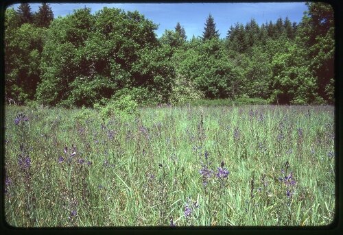 Camassia leichtlinii