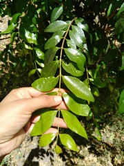 Psidium sartorianum