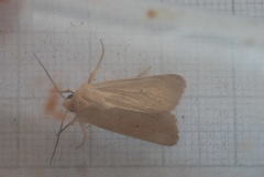 Mythimna alopecuri