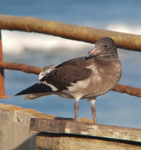 Dolphin Gull｜豚鸥 / 海豚鸥 参考照片