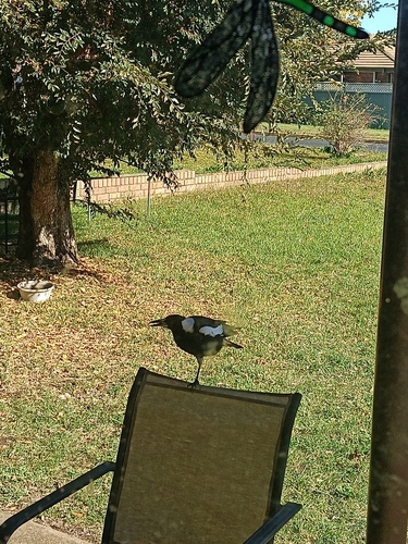 Australian Magpie