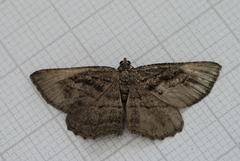 Rhoptria asperaria