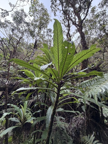 Cyanea fissa observed 2026-03-17