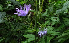 Cicerbita macrophylla uralensis