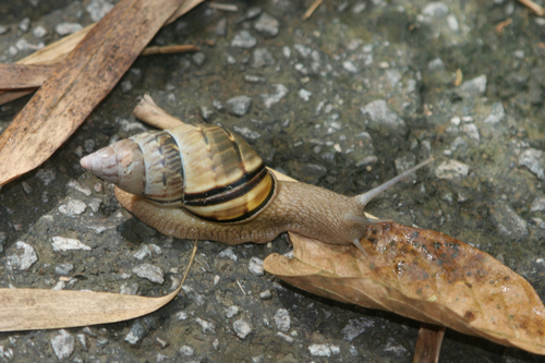 Orthalicus bensoni