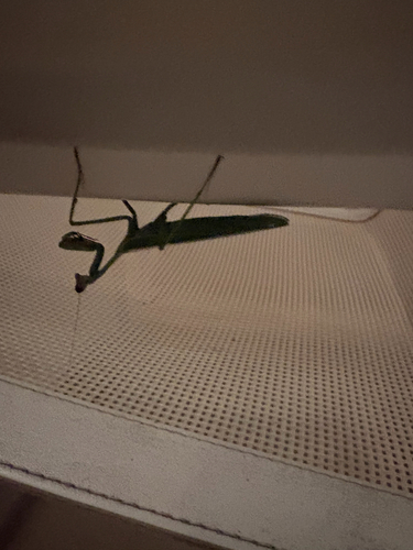 Stagmatoptera praecaria