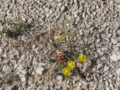 Fumana lacidulemiensis