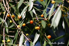 Blepharocalyx salicifolius