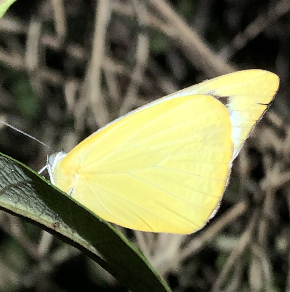 Ceylon Lesser Albatross