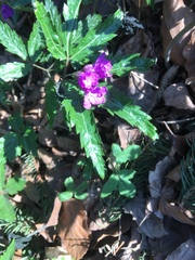 Cardamine glanduligera