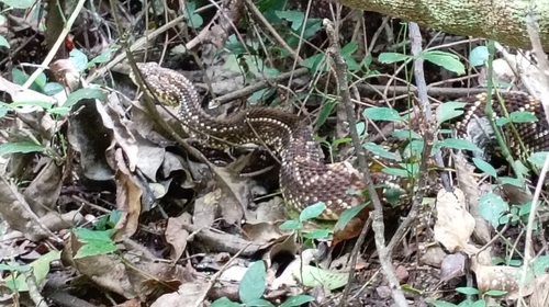 Neotropical Rattlesnake