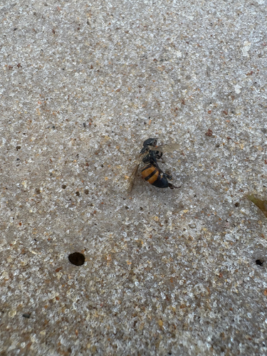 Western Honey Bee