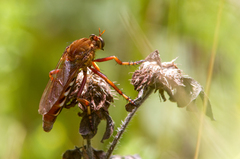 Diogmites basalis