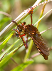 Diogmites basalis