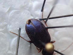 Leistus spinibarbis