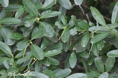 Citharexylum montevidense