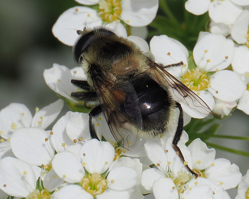 Orange-spotted Drone Fly photo 4
