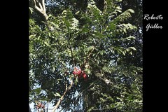 Guarea macrophylla