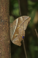 Eryphanis automedon