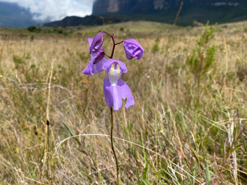 Utricularia humboldtii, photograph 5