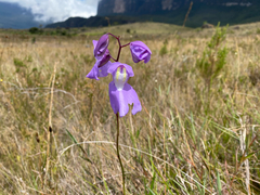 (c) topeuna, some rights reserved (CC BY) Utricularia humboldtii, photograph (c) topeuna, some rights reserved (CC BY)