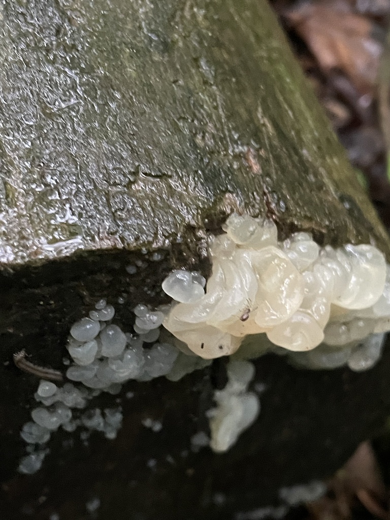 white jelly fungus · May 2026 · photo: Photo: no rights reserved · iNaturalist