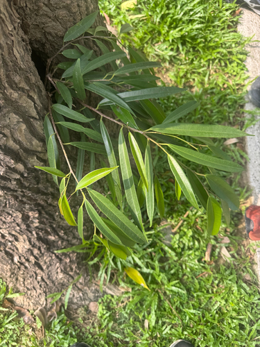 Ficus maclellandii, photograph 4
