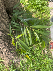 Ficus maclellandii, photograph (c) 曾昱承 Yu-Cheng Zeng, some rights reserved (CC BY)