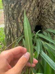 Ficus maclellandii, photograph (c) 曾昱承 Yu-Cheng Zeng, some rights reserved (CC BY)